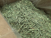 Rabbit Hole Orchard Grass COARSE