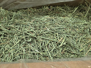 Rabbit Hole Orchard Grass COARSE