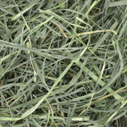 main Oxbow Orchard Grass Hay Close Up Photo of Hay Strains